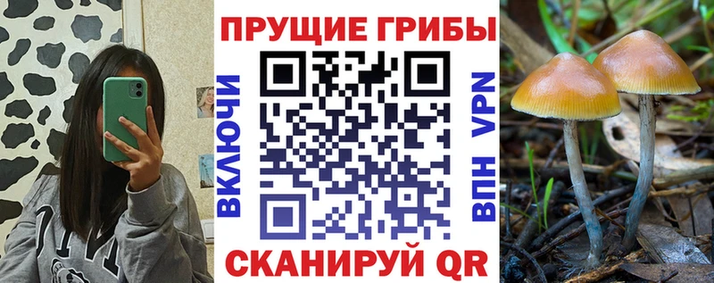 Галлюциногенные грибы прущие грибы  Купить закладки  Волхов 